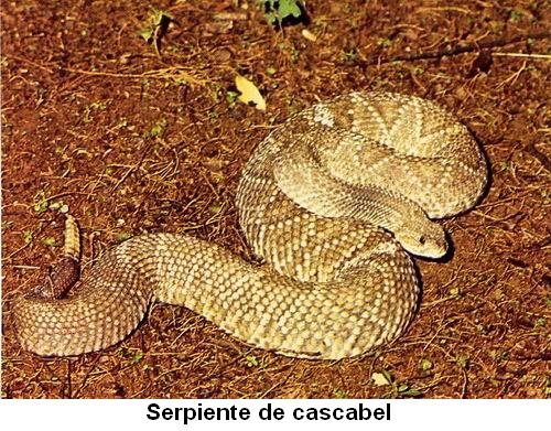 Serpiente de cascabel.jpg